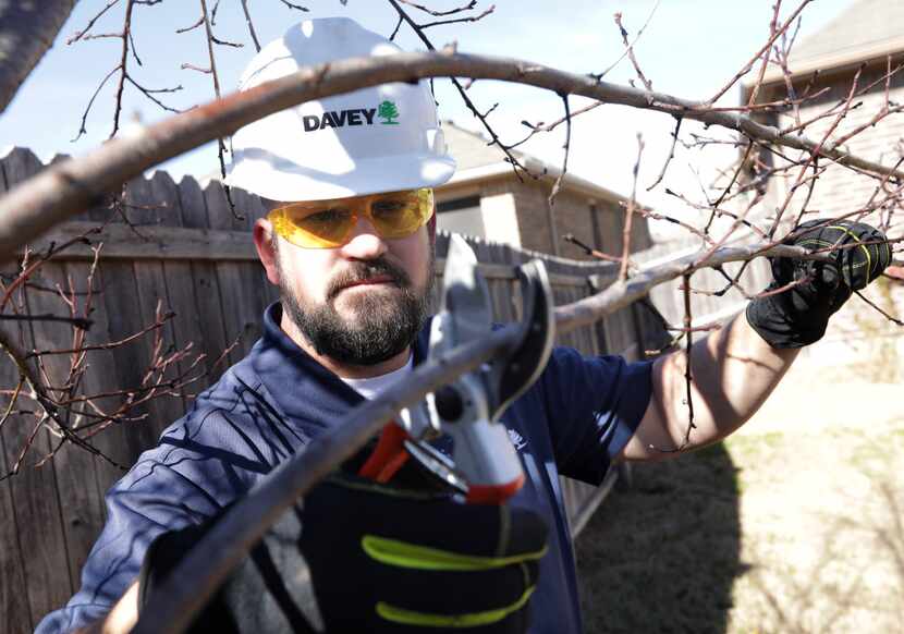 Cox says the advantage of pruning fruit trees in late winter instead of spring is that you...
