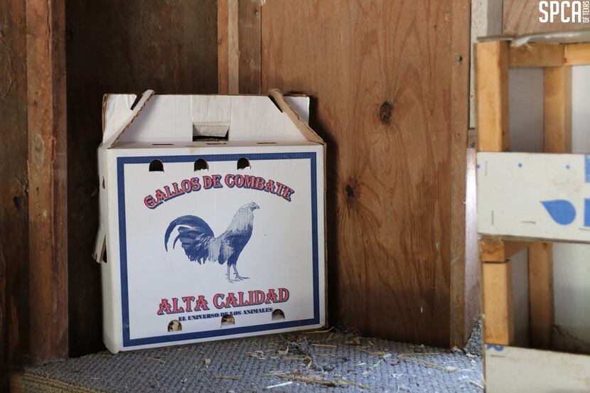 A box to transport cockfighting birds was found on the property where 176 animals were...