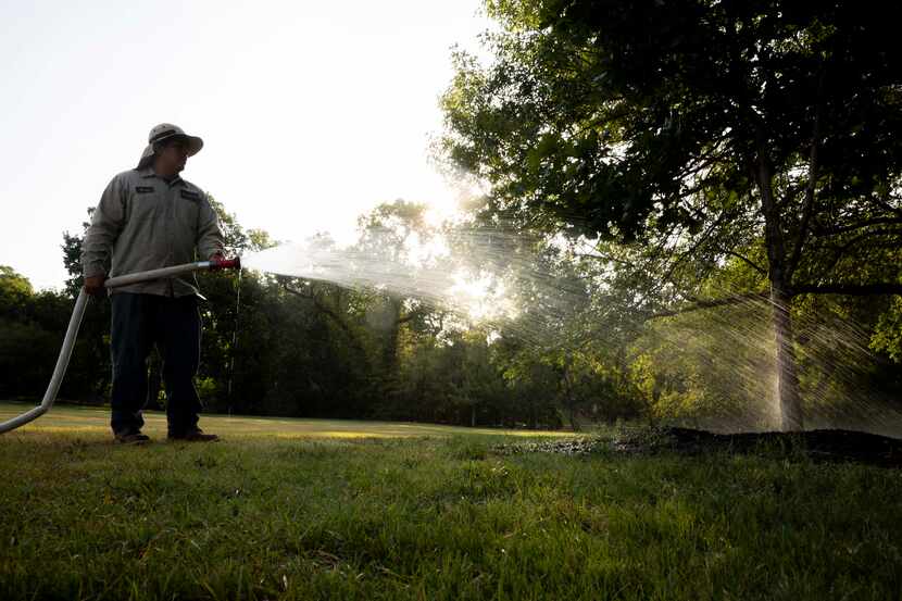 Ruben De Lara, a forestry worker with the city of Dallas Park and Recreation department,...