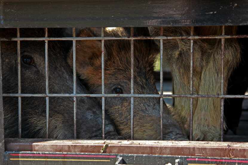 Irving trapping operations nabbed three feral hogs in their new large trap in the Irving...