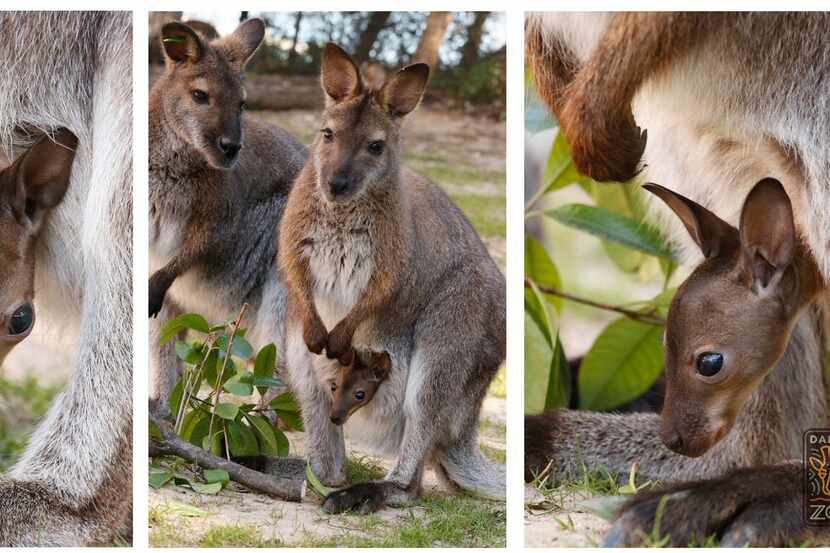  The Dallas Zoo's new wallaby joey from a February 2016 post. (Courtesy/Dallas Zoo)