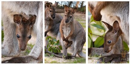  The Dallas Zoo's new wallaby joey from a February 2016 post. (Courtesy/Dallas Zoo)