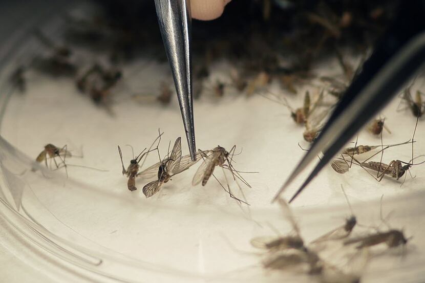 Dallas County Mosquito Lab microbiologist Spencer Lockwood sorts mosquitoes collected in a...