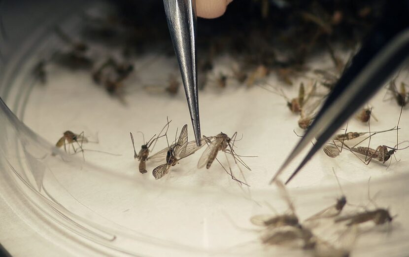 Dallas County Mosquito Lab microbiologist Spencer Lockwood sorts mosquitoes collected in a...