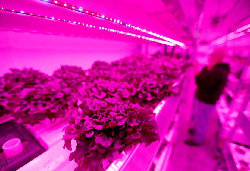 Plants are harvested inside a vertical farm in the back of the Central Market store in...