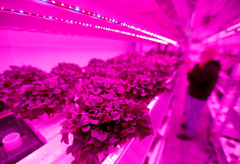 Plants are harvested inside a vertical farm in the back of the Central Market store in...