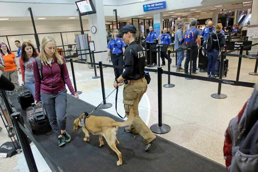 Bruce sniffs passengers while working with JoAnne Vasek, his Transportation Security...