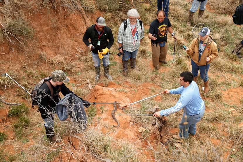 Participants watch as a rattlesnakes is pulled from a  pit during a hunt during the...