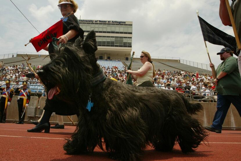 A Scottish terrier and owner enter during the parade of clans at the Texas Scottish Festival...