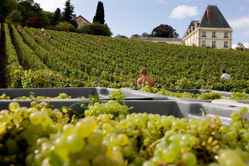 Crates of chardonnay grapes at Moet and Chandon's Château de Saran in France.