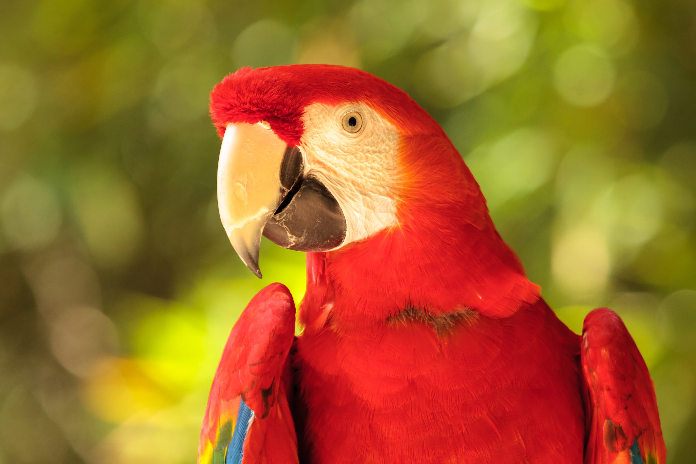 "Pretty Bird" by Micheal Hampton shows a colorful McCaw at the Ft Worth Zoo