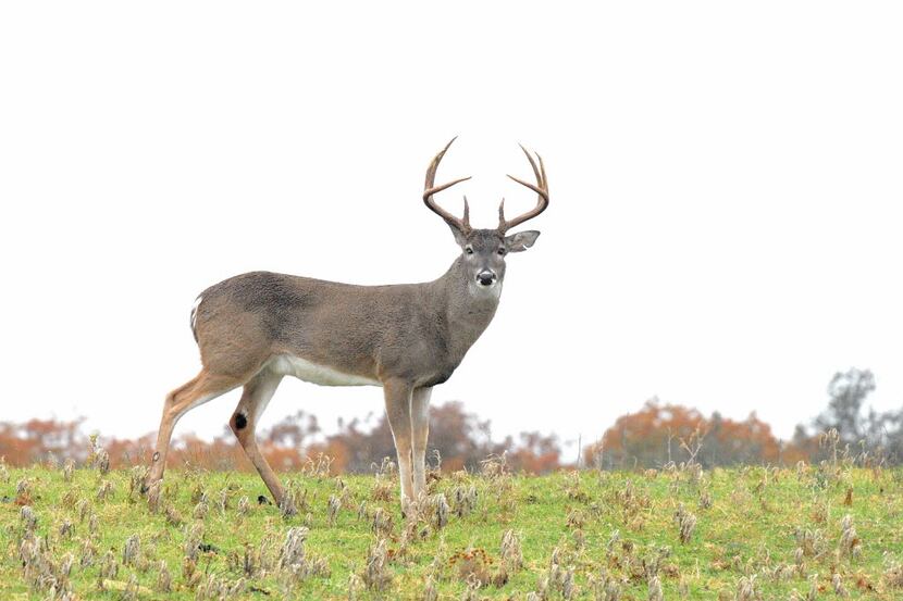 A new Texas law is aimed at curbing chronic wasting disease, a highly infectious brain...