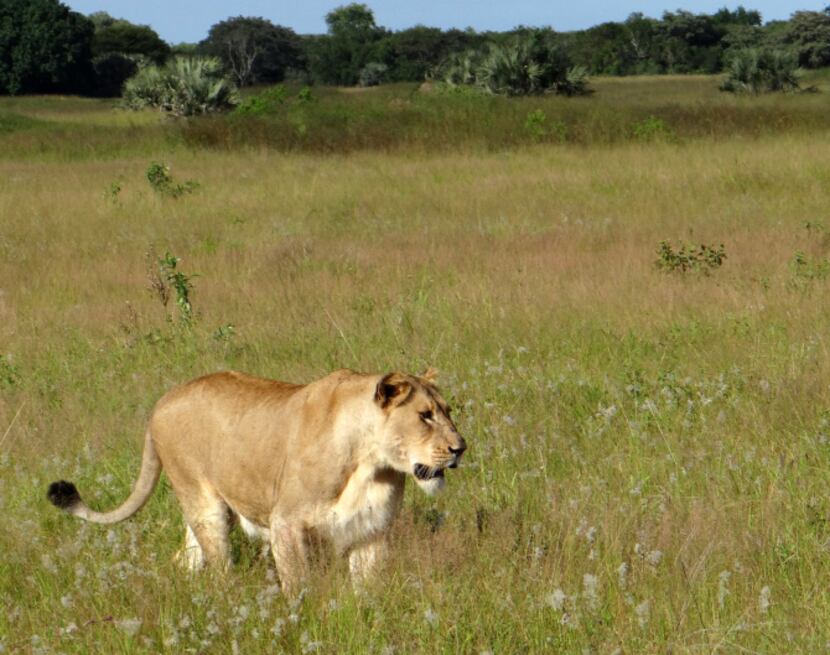 Phinda visitors spend hours watching and photographing a pride of lions in the tall grass.
