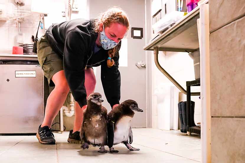 Ann Knutson, Dallas Zoo assistant supervisor of birds, shoos two recently hatched endangered...