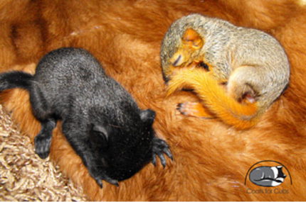 Baby squirrels sleeping on a donated fur