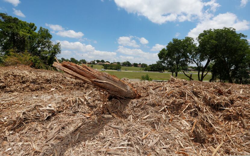 A broken branch sticks out from some mulch after dozens of trees were destroyed by a...