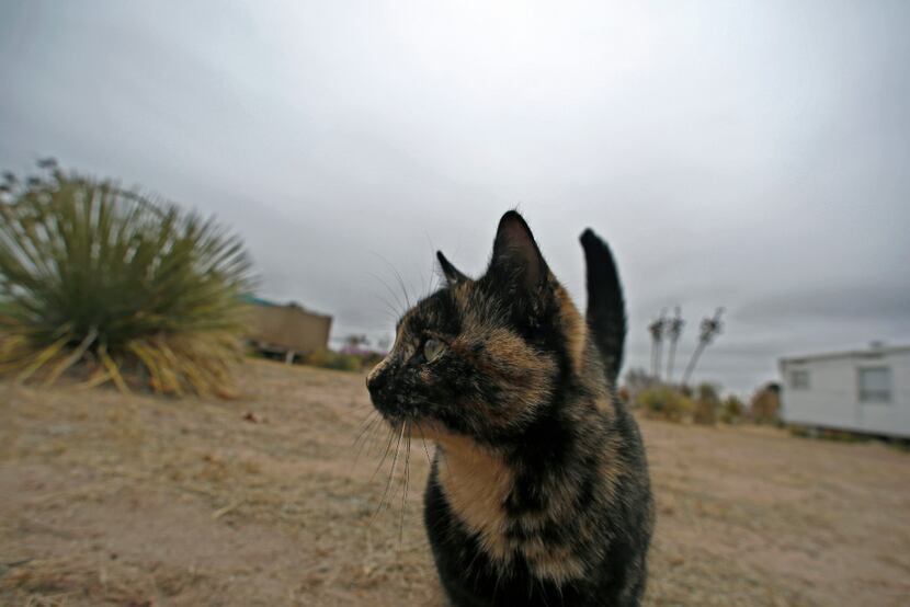 An resident cat wanders the grounds on a cold December day at El Cosmico in Marfa. Look,...