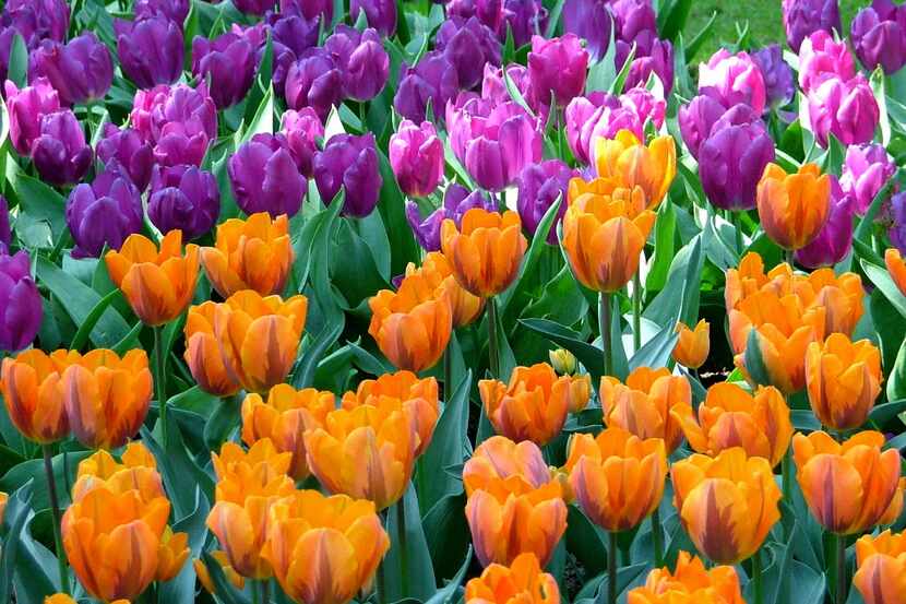 Keukenhof, in the Dutch city of Lisse, features some 7 million spring-flowering bulbs,...