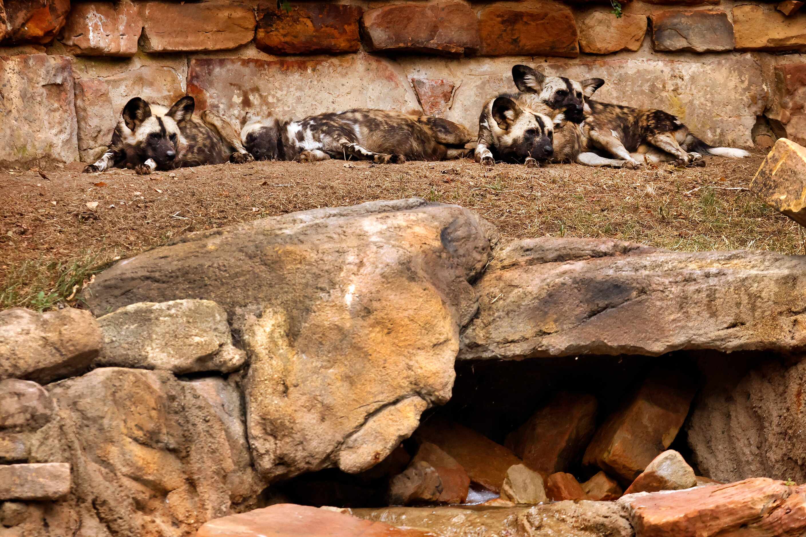 African painted dogs rest in the shade of their enclosure in the third phase of A Wilder...