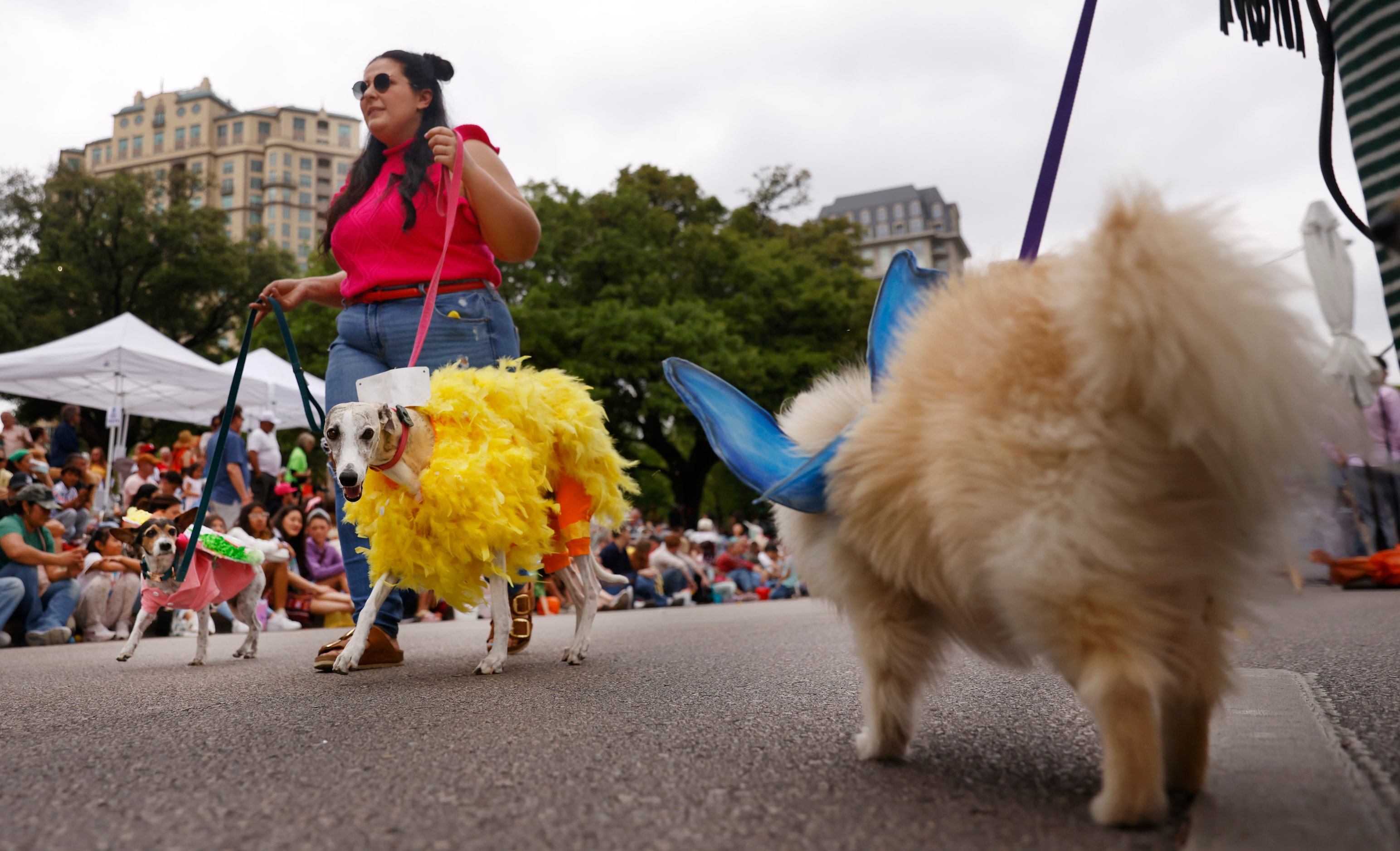 Rose Alleluia of Garland walks her Easter dressed whippet Harriet and terrier-mix Walter in...