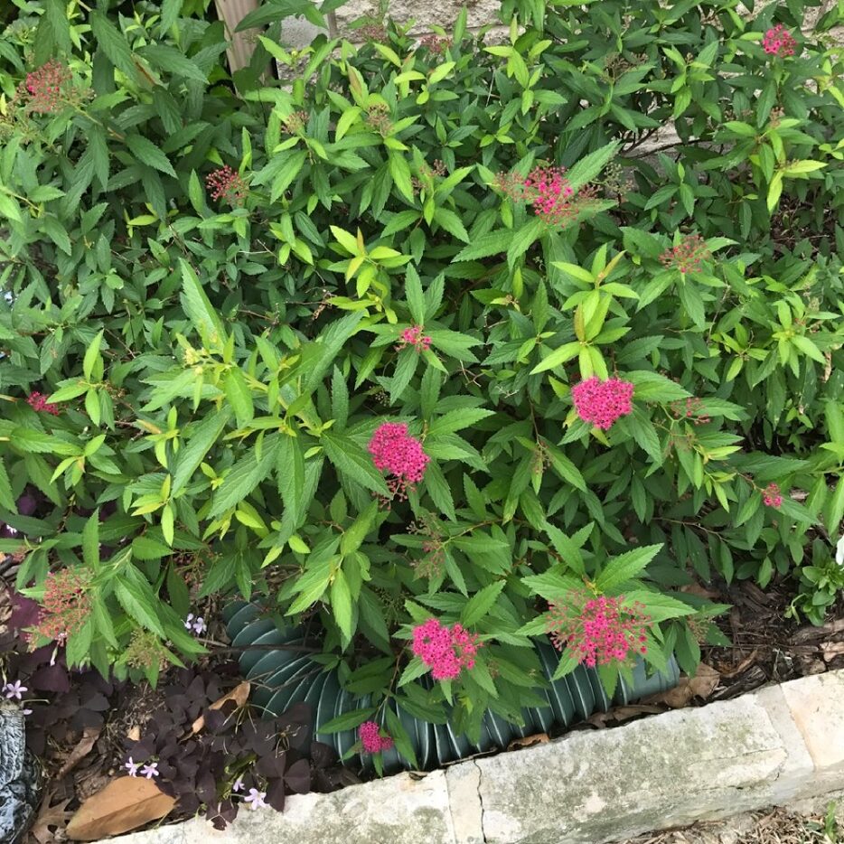 A spirea plant called 'Anthony Waterer.' 