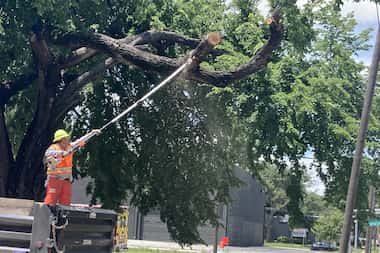 Dallas Public Works employee Noe Valenciana uses a saw to trim low hanging tree branches...