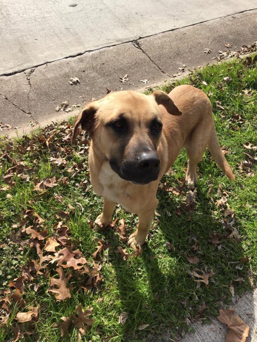  In Beckley Club Estates, this dog has been living on the streets with an injured ear.