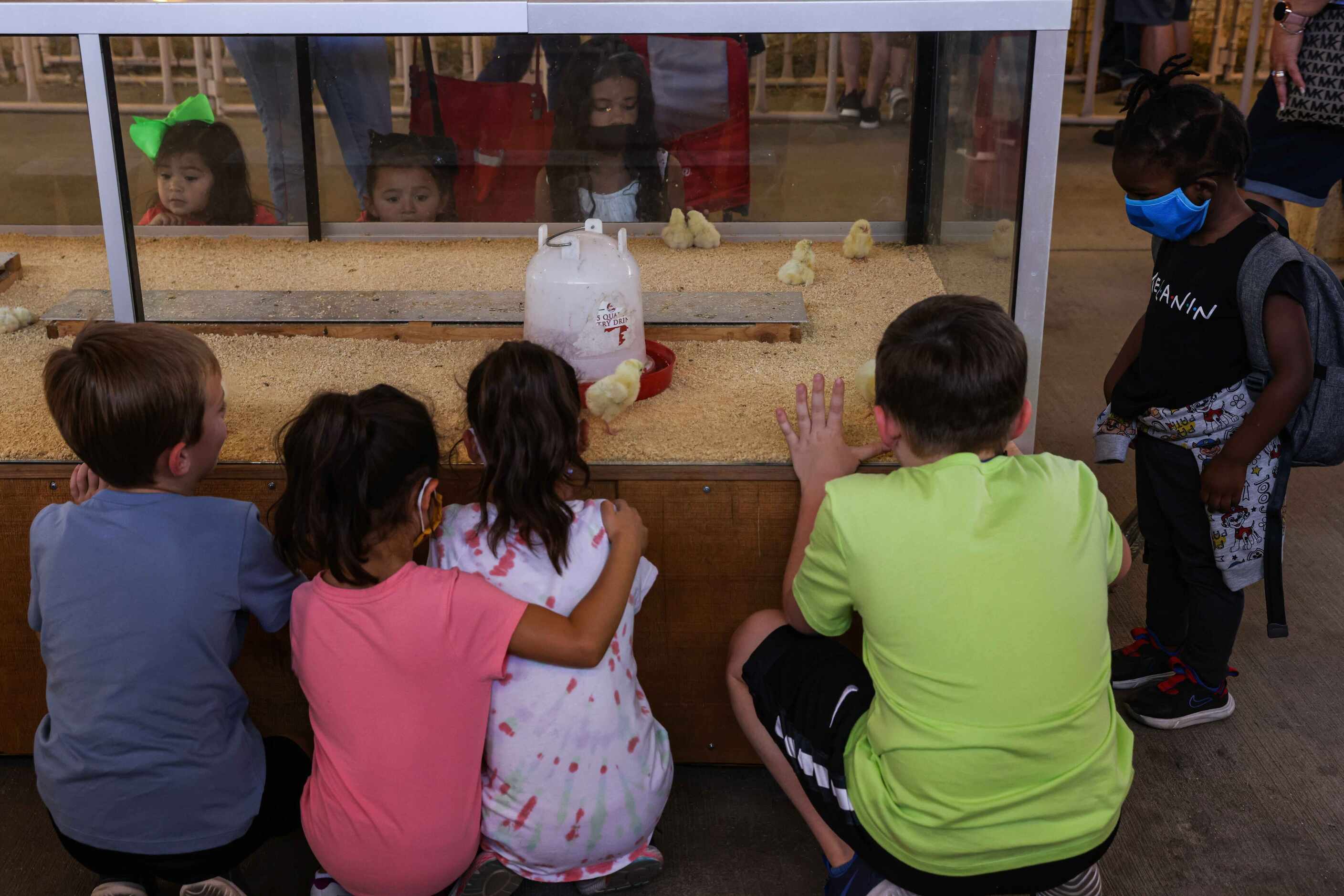 Kids looks at baby chickens at the State Fair of Texas during its opening day in Dallas on...
