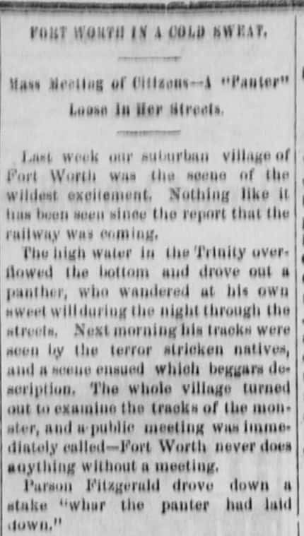 A column in the Dallas Daily Herald started a story in 1875 that a "panter" had fallen...