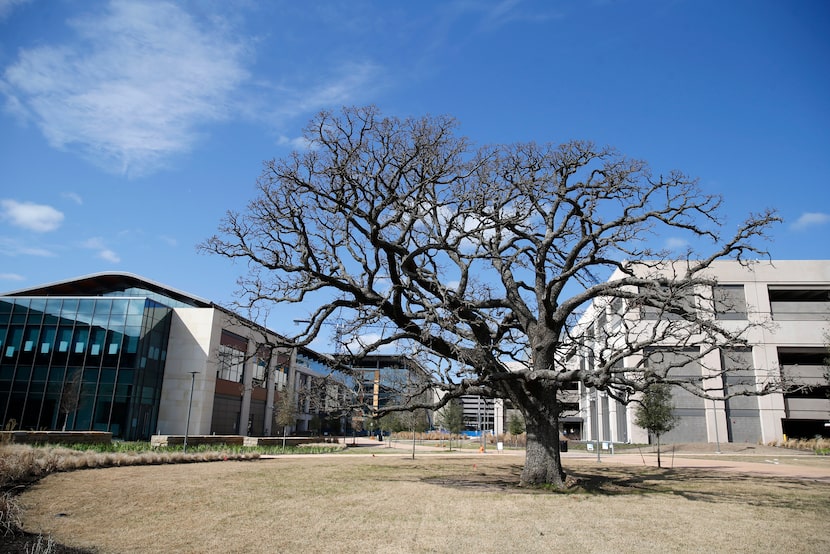 A 200-year-old tree in the center area of the buildings at Charles Schwab's new headquarters...