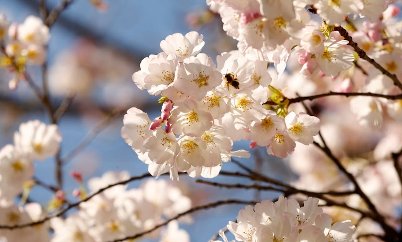 A bee makes its way from bloom to bloom.