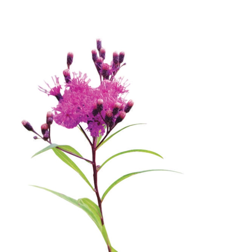 
Ironweed stands tall with stunning, dark purple flower heads in summer. But it is rarely...