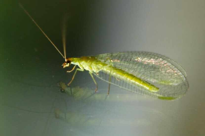 Green lacewing adults pollinate plants and are among our most important beneficial insects.