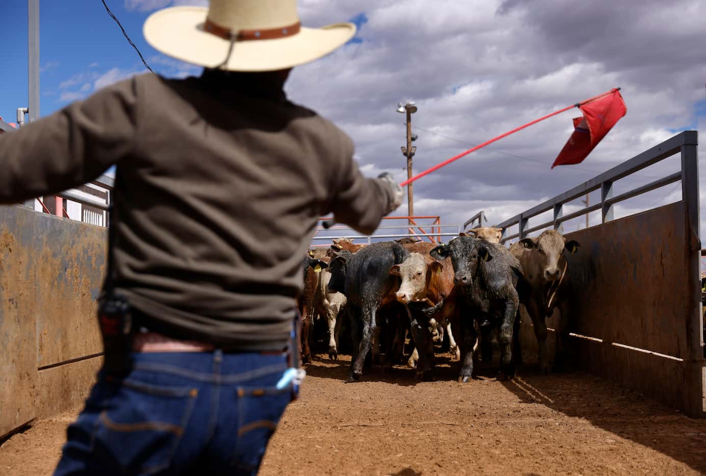 Mexican cattle driver Alfredo Escamilla uses a red flag to direct Mexican feeder cattle onto...