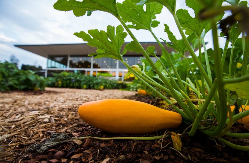 An Easypick Gold squash grows in the edible garden. 