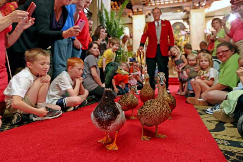 Ducks walk in The Peabody Memphis Hotel in Memphis. The ducks live at the hotel and parade...
