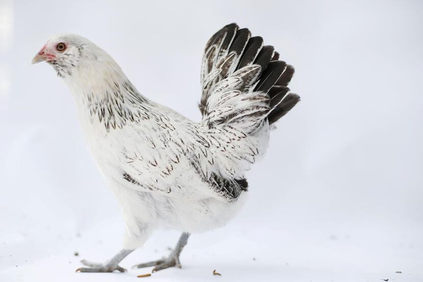 Birdie,  an Ameraucana  bantam acquired last spring, started laying eggs in December, about...