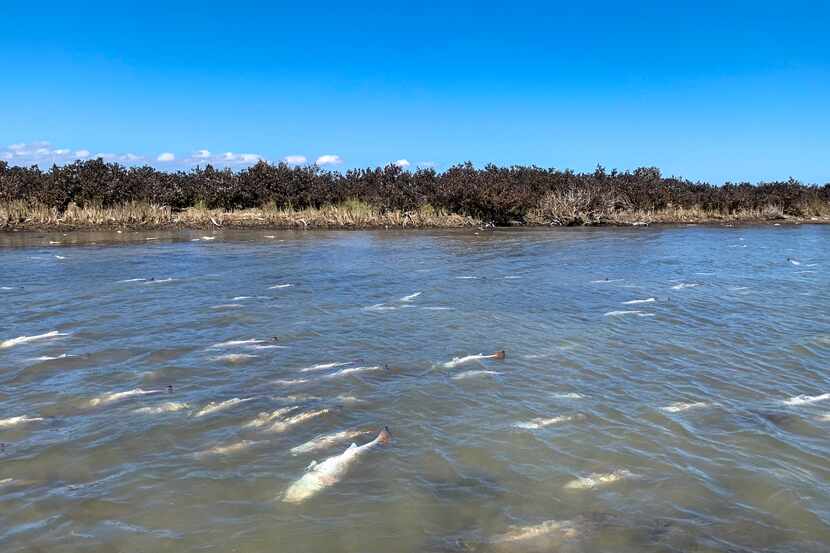 Red drum killed by freezing temperatures in last week's winter blast float in Pringle Lake,...