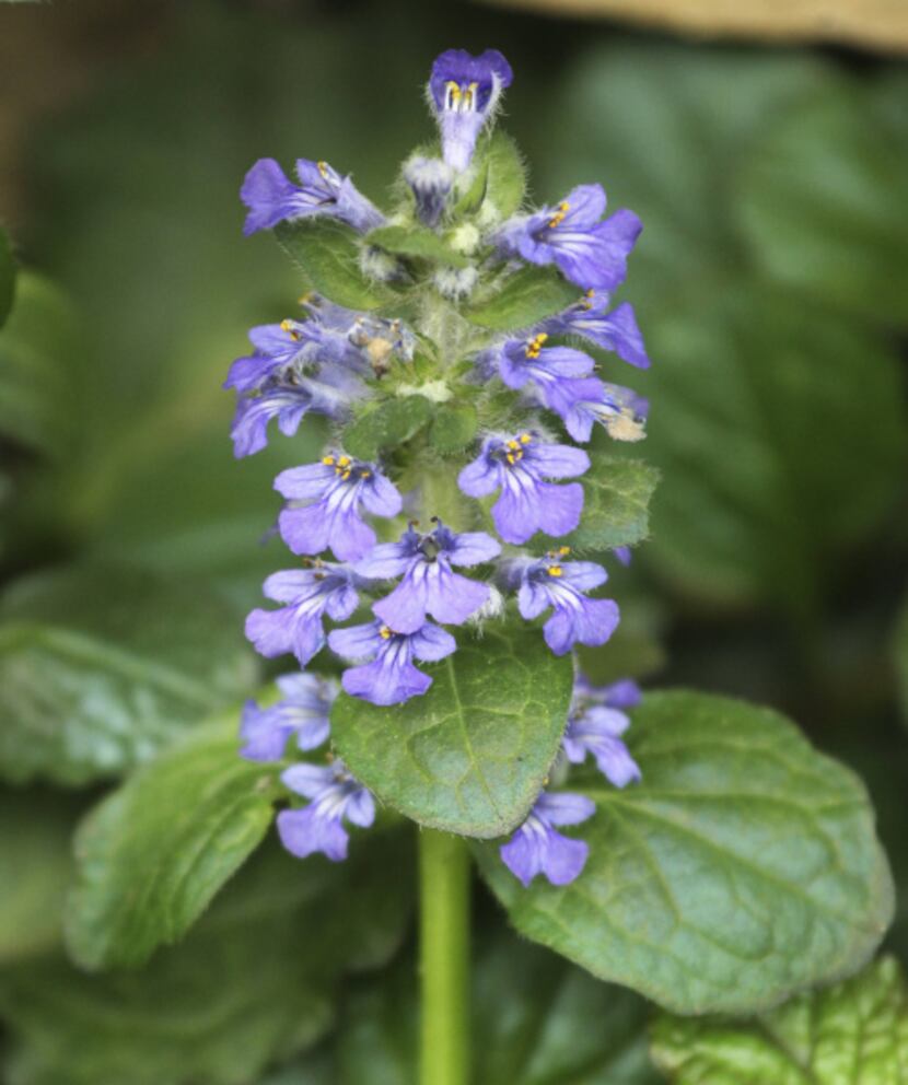 Different varieties of shade-loving ajuga have blue to purple flower spikes.