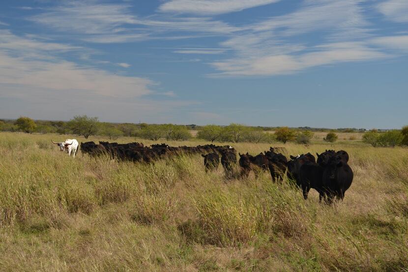 The tall grass around his herd of Black Angus heifer tells rancher Jon Taggart the pasture's...