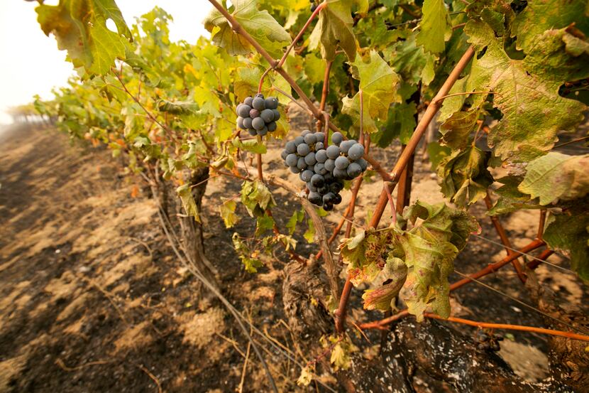 Grapes hang from vines where the flames of a wildfire swept through Monday, Oct. 9, 2017, in...