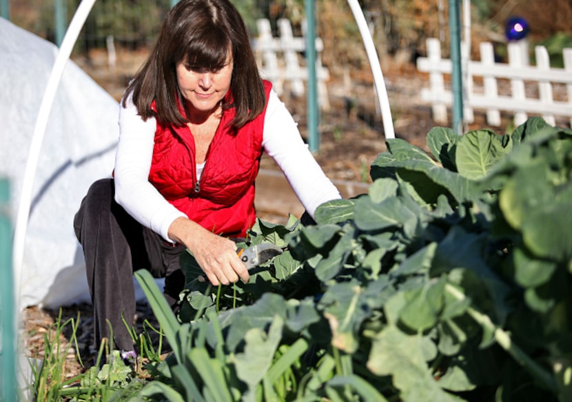 Carrie Dubberley of Plano, cuts broccoli from her plot at the Community Unitarian...