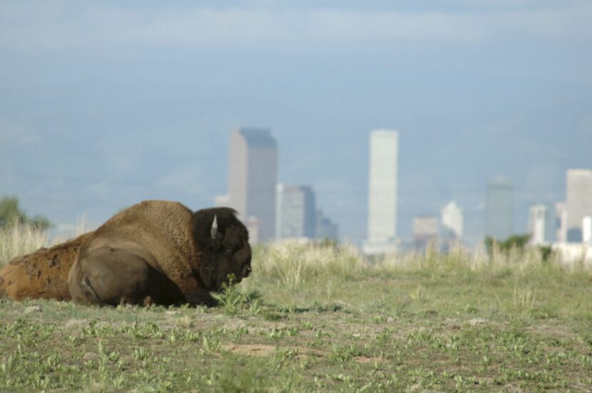 It's not often you get to see a bison against the backdrop of a major city, but in Denver,...