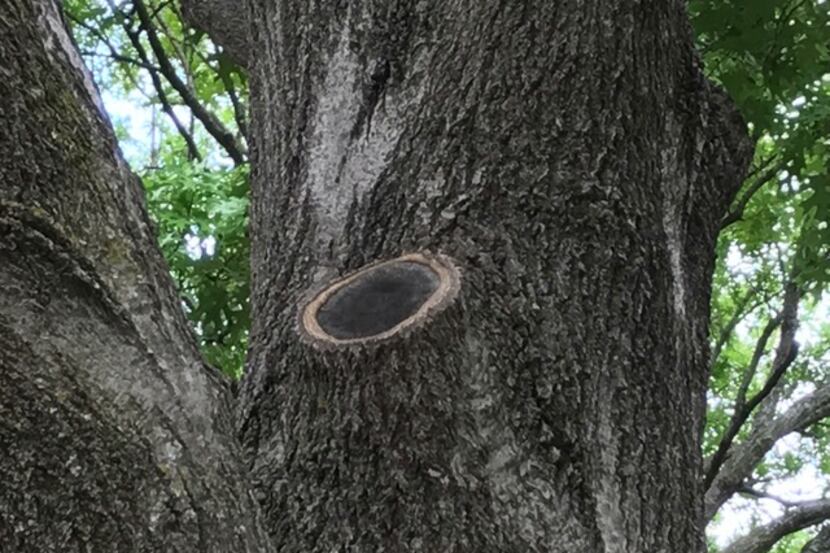 This tree's pruning cut is healing well. The dark color is natural.