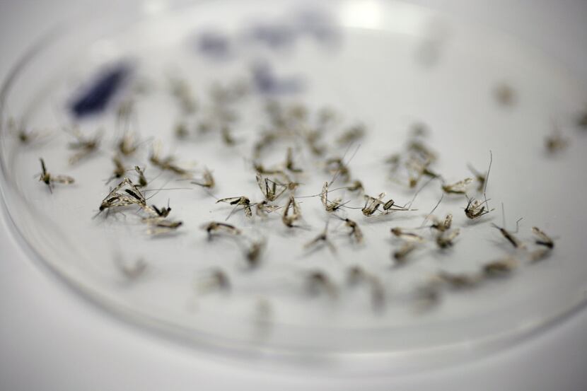 Mosquitoes from a trap taken to a Dallas County lab for testing are seen in this August 2012...