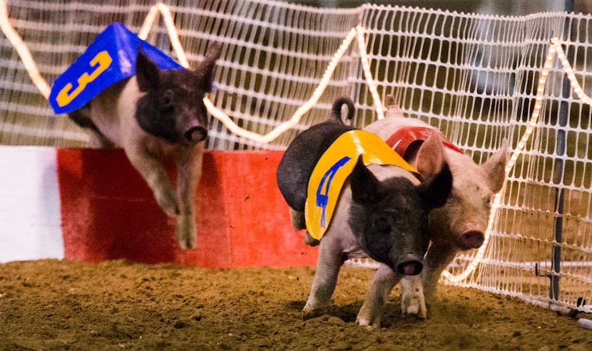 Hedrick's Racing Pigs run in the pig races on Friday, October 20, 2017 at the State Fair of...