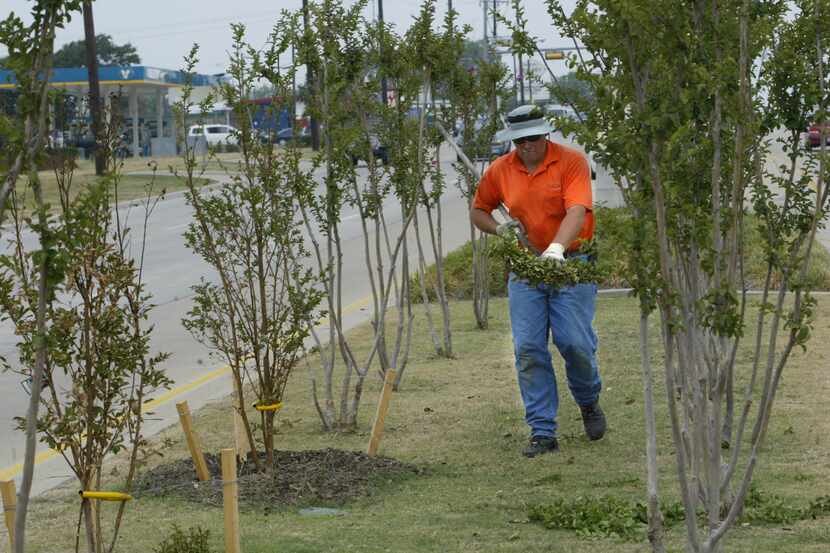 A Rowlett's Street Scapes Department worker clears leaves from the median of State Highway...