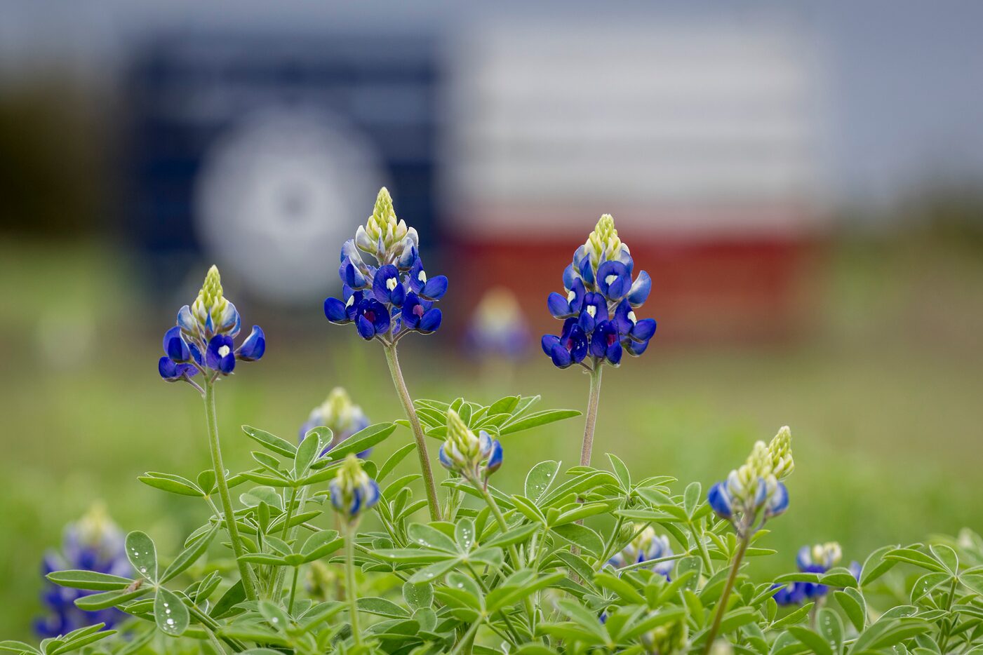 Bluebonnets bloom in Bluebonnet Park in Ennis.