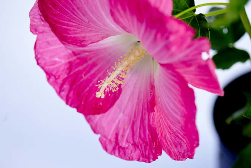 Hardy Hibiscus Summer Spice Ambrosia