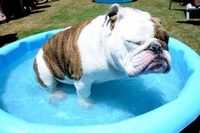 Tassie cooled off with a dip in a splash pool at last year's Dog Bowl. 